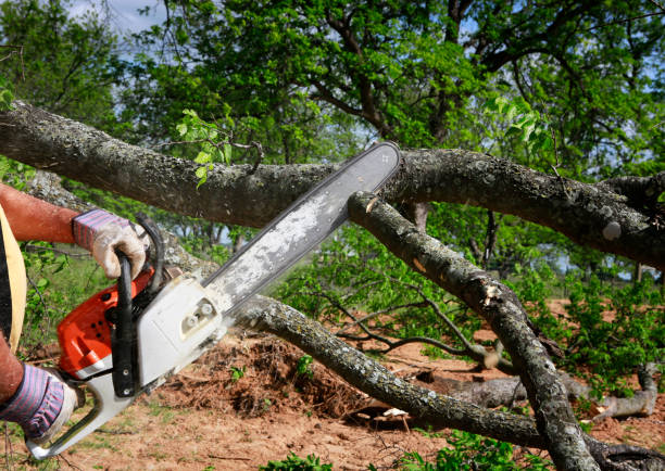 Best Emergency Tree Removal  in Newbern, TN